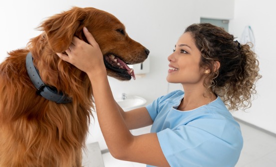 Animal Clinic in West Union, SC | Veterinarians in Seneca | Walhalla  Veterinary Hospital