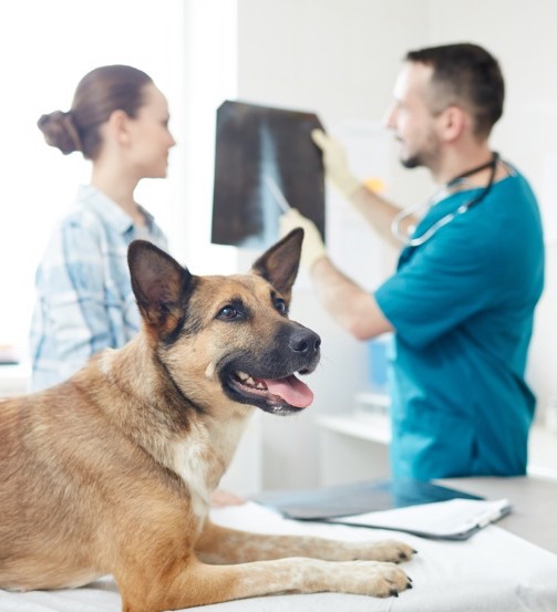 Veterinary Clinic In Seneca SC
